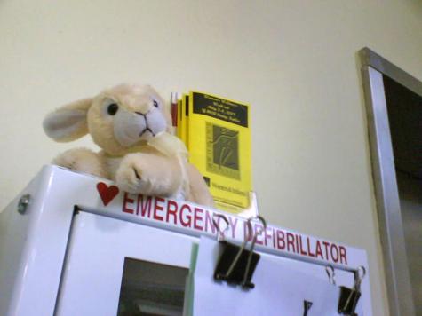 Bunny: First Aid Station, East Side/Mt. Hope YMCA, Providence